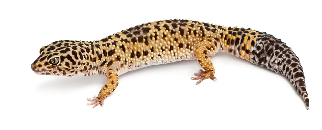 Description:\nThe lizard reaches up to 15 cm (5.9 in) from the tip of the muzzle to the cloaca. The tail can be up to twice the length of the body, total length is up to 40 cm (16 in). This lizard sometimes sheds its tail (autotomy) to evade the grasp of a predator, regrowing it later.\nThe male has a larger head and a uniform green coloring punctuated with small spots that are more pronounced upon its back. The throat is bluish in the adult male and to a lesser extent in the female. The female is more slender than the male and has a more uniform coloration, often displaying between two and four light bands bordered by black spots.\nDistribution and habitat:\nThe European green lizard is native to southeastern Europe. Its range extends from southern Germany, Austria, eastern Italy, Croatia, Bosnia & Herzegovina, Serbia, Montenegro and Greece to southern Ukraine, Romania, Bulgaria and western Turkey. It is known from elevations up to 2,200 above sea level and its typical habitat is dense bushy vegetation in open woodland, hedgerows, field margins, embankments and bramble thickets. In the northern part of its range it may be found on bushy heathland and in the southern part it prefers damp locations (source Wikipedia). \n\nThis Picture is made during a Vacation in Bulgaria in May 2018.