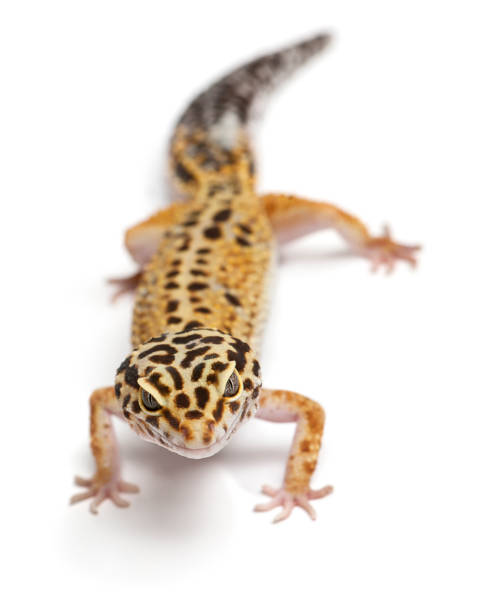 istock Tangerine Leopard gecko, Eublepharis macularius, in front of white background 824241710