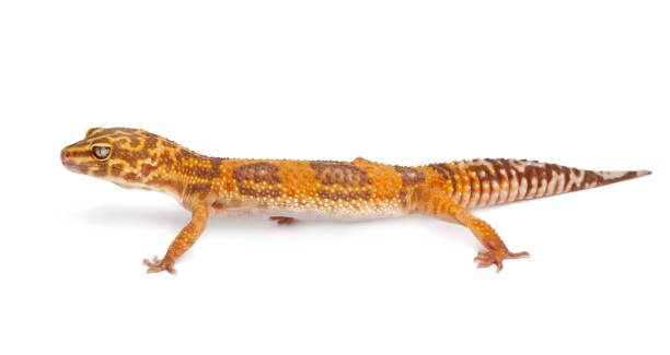 istock Albino Orange Leopard gecko, Eublepharis macularius, in front of white background 824241718