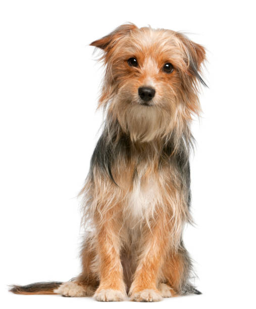 Mixed-breed dog, 12 months old, sitting in front of white background Mixed-breed dog, 12 months old, sitting in front of white background mixed breed dog stock pictures, royalty-free photos & images