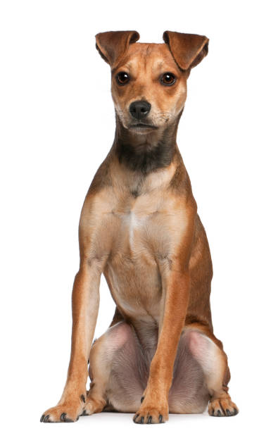 istock Mixed-breed dog, 7 months old, standing in front of white background 824241768