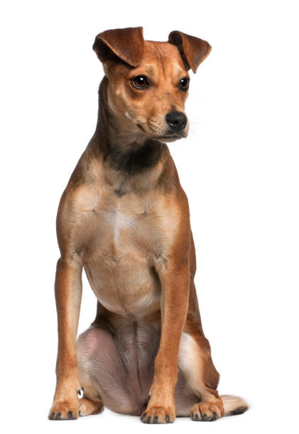 istock Mixed-breed dog, 7 months old, standing in front of white background 824241786