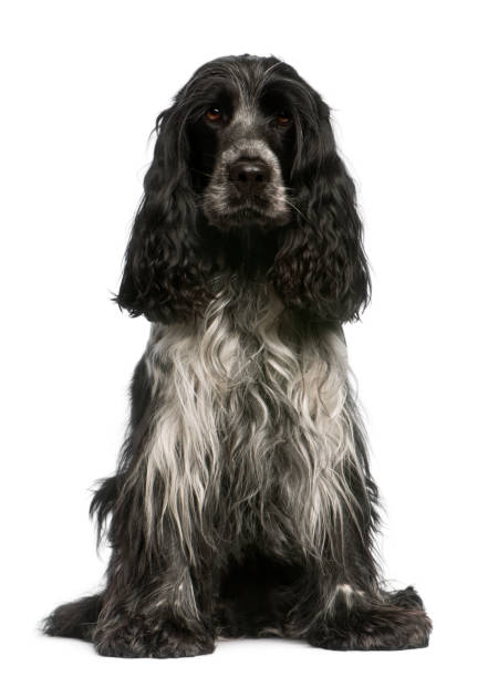 istock English Cocker Spaniel, 2.5 years old, sitting in front of white background 824241830