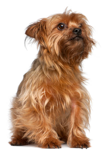 istock Yorkshire Terrier, 5 years old, sitting in front of white background 824241944