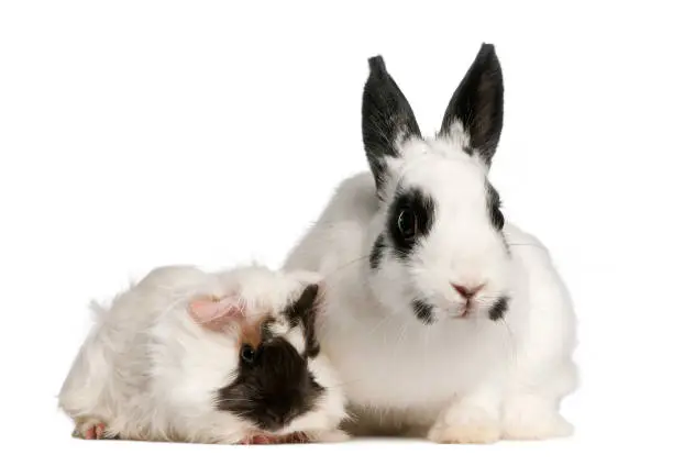 Dalmatian rabbit, 2 months old, and an Abyssinian Guinea pig, Cavia porcellus, sitting in front of white background