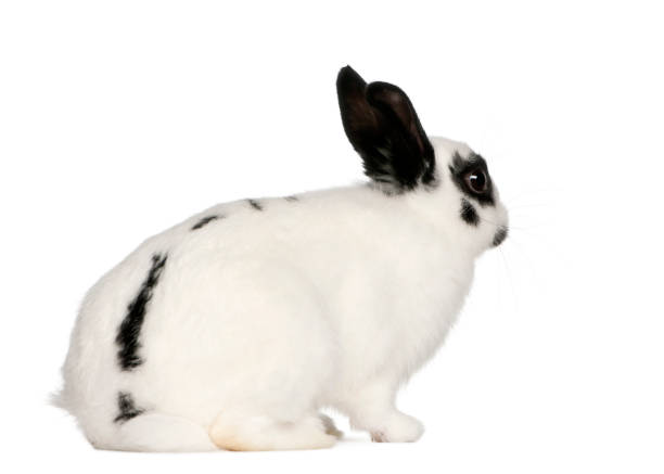istock Dalmatian rabbit, 2 months old, Oryctolagus cuniculus, sitting in front of white background 824242080