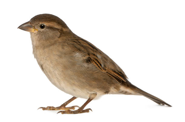 istock female House Sparrow 824242134