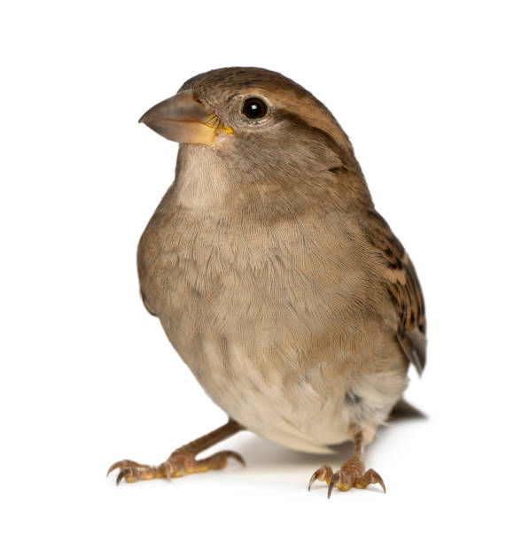 istock male House Sparrow 824242138