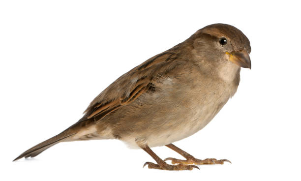 istock female House Sparrow 824242182