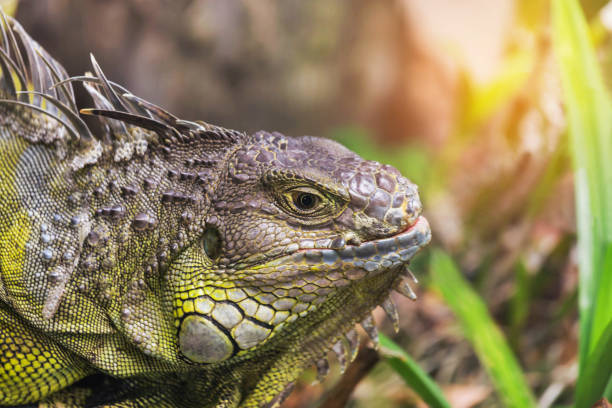 istock Close up green iguana large lizard reptile resting in natural 824242258