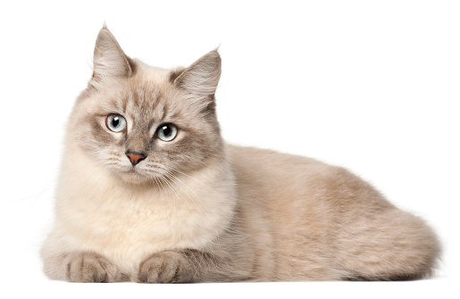Siberian cat, in front of white background