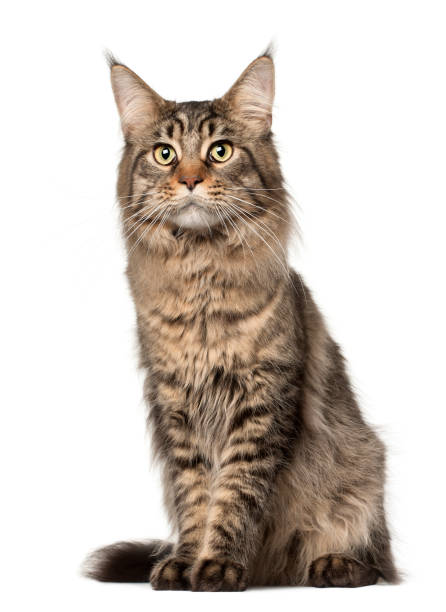 istock Maine Coon cat, 2 years old, sitting in front of white background 824242292