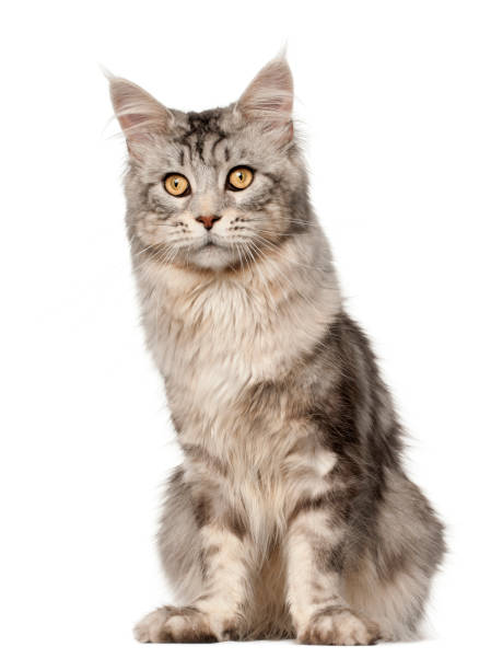 istock Maine Coon cat, 1 year old, sitting in front of white background 824242300