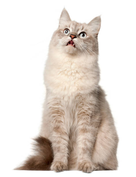 istock Siberian cat, sitting in front of white background 824242302