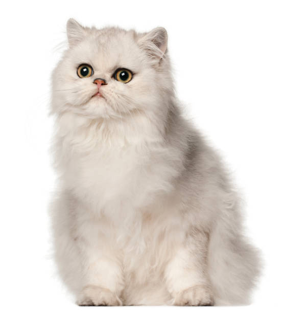 istock Persian cat, sitting in front of white background 824245232