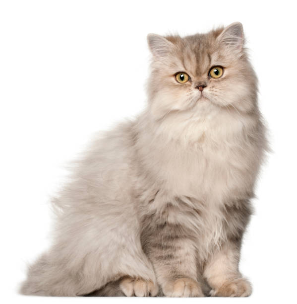 perserkatze, sitzen vor weißem hintergrund. - animal fur domestic cat persian cat stock-fotos und bilder