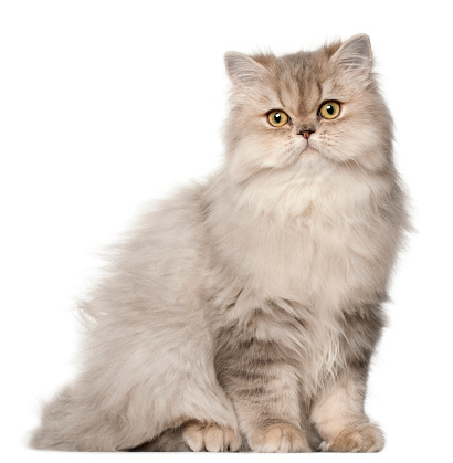 Gato persa, sentado en frente de fondo blanco photo