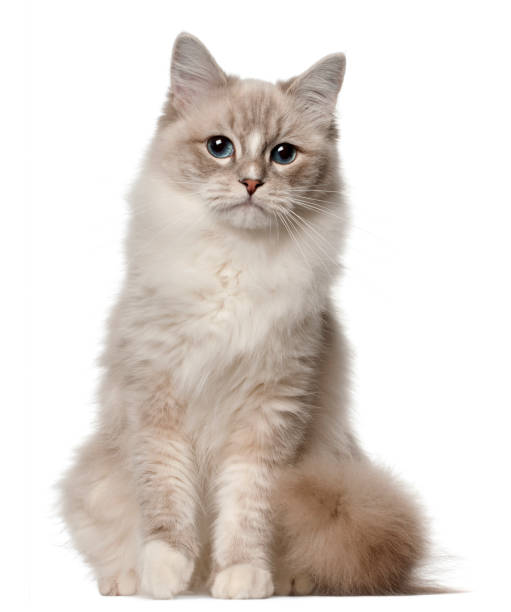 istock Ragdoll cat, 1 year old, sitting in front of white background 824245256