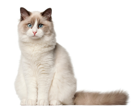 Ragdoll cat, 6 months old, sitting in front of white background