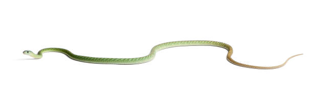istock Western green mamba  - Dendroaspis viridis, poisonous, white background 824245300