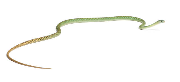 istock Western green mamba  - Dendroaspis viridis, poisonous, white background 824245308