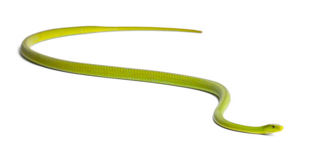 istock Eastern green mamba  - Dendroaspis angusticeps, poisonous, white background 824245316