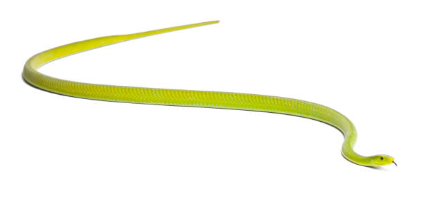 восточная зеленая мамба - dendroaspis angusticeps, ядовитый, белый фон - angusticeps стоковые фото и изображения