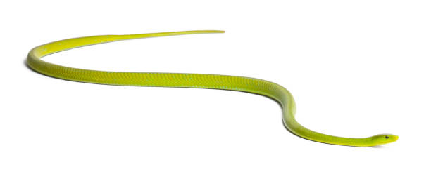 istock Eastern green mamba  - Dendroaspis angusticeps, poisonous, white background 824245332
