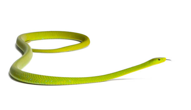 istock Eastern green mamba  - Dendroaspis angusticeps, poisonous, white background 824245334