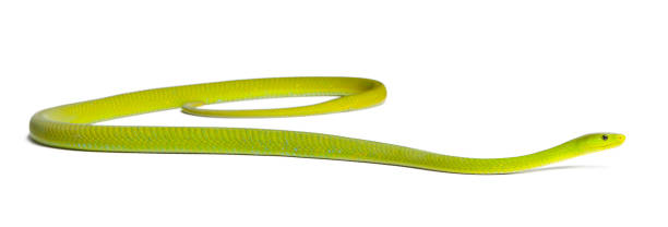 Eastern green mamba  - Dendroaspis angusticeps, poisonous, white background