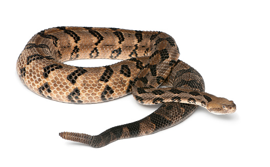 Timber rattlesnake - Crotalus horridus atricaudatus, poisonous, white background