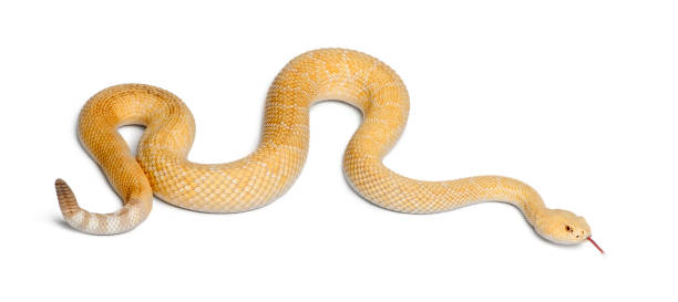 istock albinos western diamondback rattlesnake - Crotalus atrox, poisonous, white background 824245430