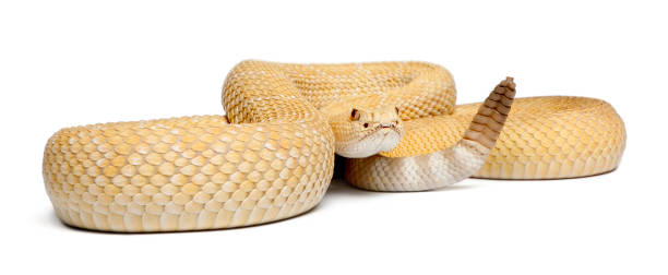istock albinos western diamondback rattlesnake - Crotalus atrox, poisonous, white background 824245450