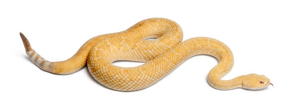 istock albinos western diamondback rattlesnake - Crotalus atrox, poisonous, white background 824245498