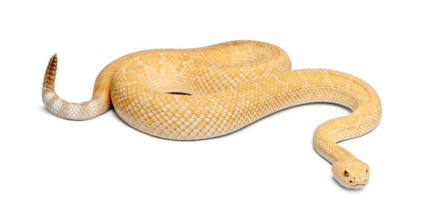 istock albinos western diamondback rattlesnake - Crotalus atrox, poisonous, white background 824245534