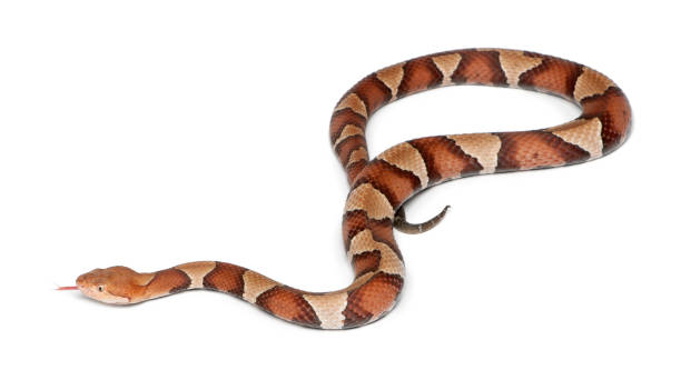 Copperhead Snake Or Highland Moccasin Agkistrodon Contortrix Poisonous  White Background Stock Photo - Download Image Now - iStock