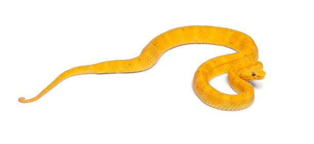 istock Yellow Eyelash Viper - Bothriechis schlegelii, poisonous, white background 824245640
