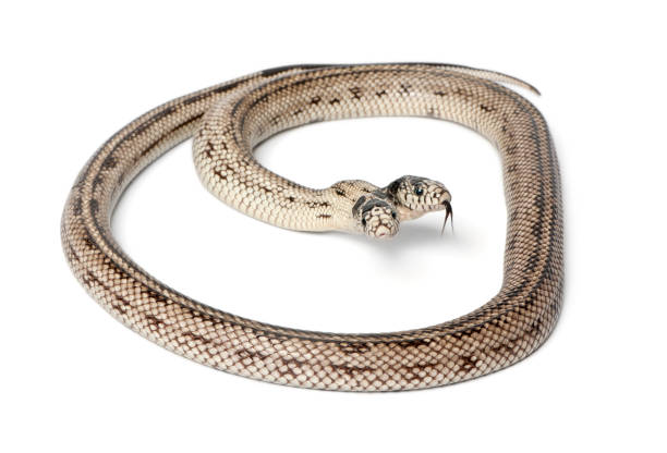 istock two headed eastern kingsnake - Lampropeltis getula californiae, white background 824245682