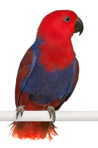 istock Female Eclectus Parrot, Eclectus roratus, perching in front of white background 824246114
