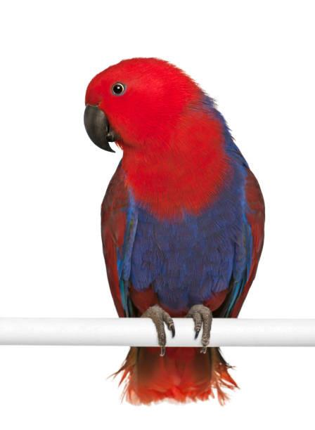 Female Eclectus Parrot, Eclectus roratus, perching in front of white background Female Eclectus Parrot, Eclectus roratus, perching in front of white background eclectus parrot stock pictures, royalty-free photos & images