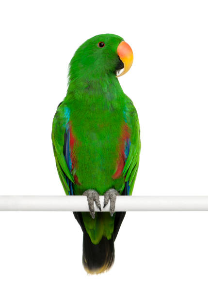 istock Male Eclectus Parrot, Eclectus roratus, perching in front of white background 824246258