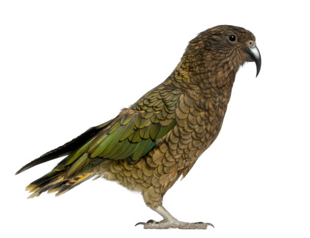 istock Kea, Nestor notabilis, a parrot, standing in front of white background 824246308