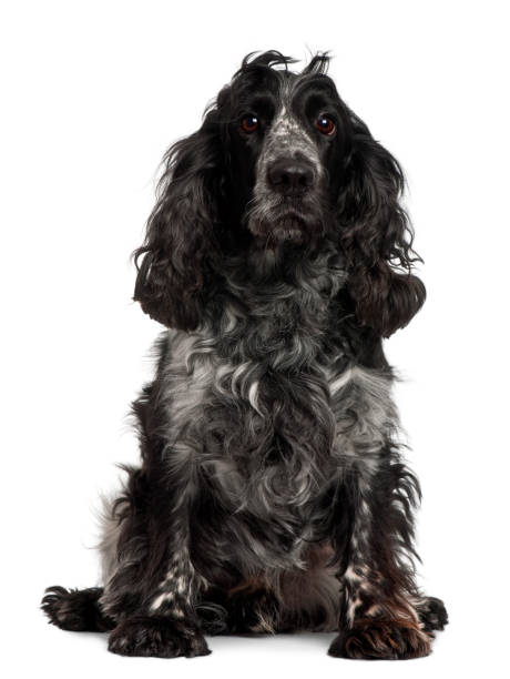 istock English Cocker Spaniel, 4 years old, sitting in front of white background 824246436