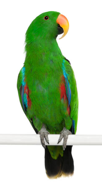 istock Male Eclectus Parrot, Eclectus roratus, perching in front of white background 824246546