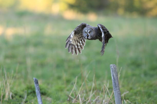 istock Great grey owl (Strix nebulosa) Sweden Bartkauz Schweden 824246860