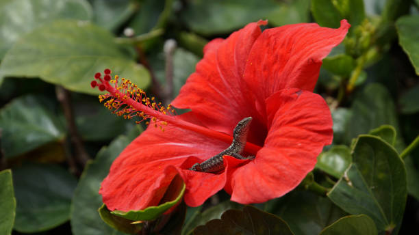 Madeira - Red flower blossom with a lizard sitting on it