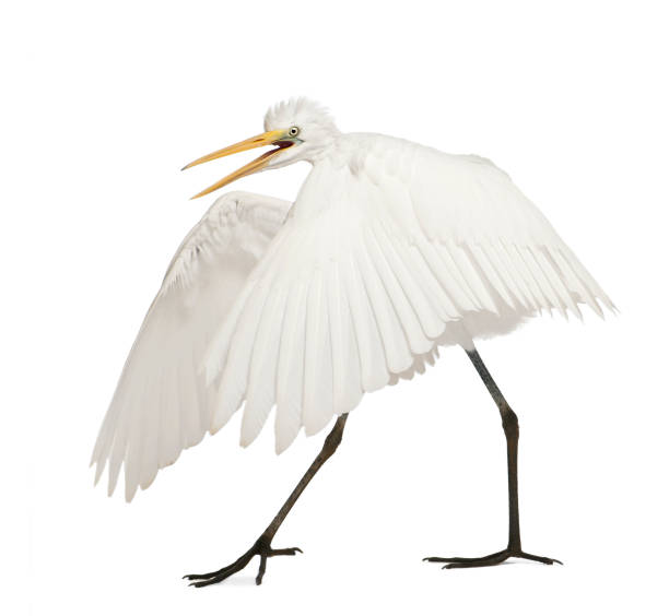 istock Great Egret or Great White Egret or Common Egret, Ardea alba, standing in front of white background 824247046