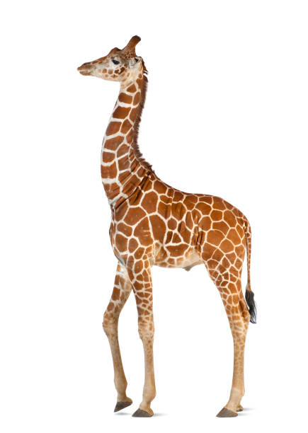 istock Somali Giraffe, commonly known as Reticulated Giraffe, Giraffa camelopardalis reticulata, 2 and a half years old walking against white background 824247770