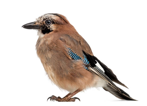 istock Eurasian Jay, Garrulus glandarius, 8 years old against white background 824250016