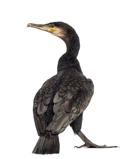 Rear view of a Great Cormorant, Phalacrocorax carbo, also known as the Great Black Cormorant against white background Rear view of a Great Cormorant, Phalacrocorax carbo, also known as the Great Black Cormorant against white background cormorant stock pictures, royalty-free photos & images